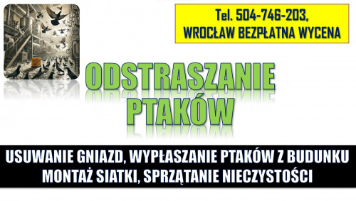 Wypłaszanie gołębi, zwalczanie gołębi, tel. 504-746-203, usuwanie