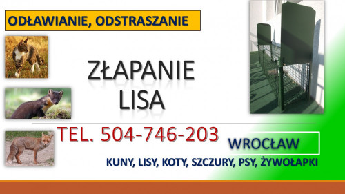 Pułapka na kuny, lisy,  Wrocław, tel. 504-746-203. Żywołapka, cena