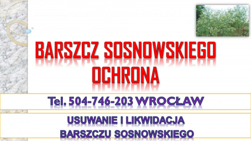 Usuwanie barszczu Sosnowskiego, cena, tel. 504-746-203, likwidacja,