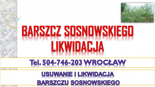 Barszcz Sosnowskiego, cena, tel. 504-746-203, likwidacja, usunięcie