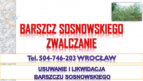 Barszcz Sosnowskiego, cena, tel. 504-746-203, likwidacja, usunięcie