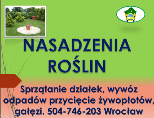 Posadzenie tui, tuje, sadzenie, tel 504-746-203, roślin, Wrocław, cena