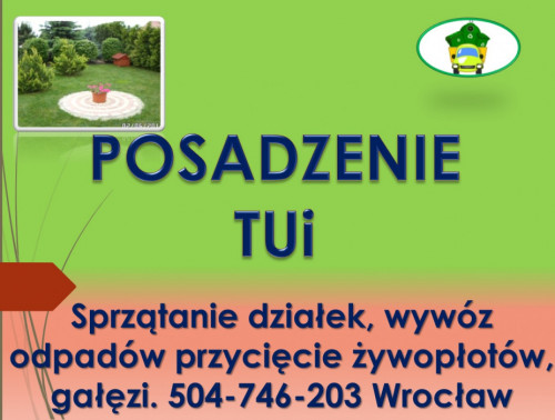 Posadzenie tui, tuje, sadzenie, tel 504-746-203, roślin, Wrocław, cena