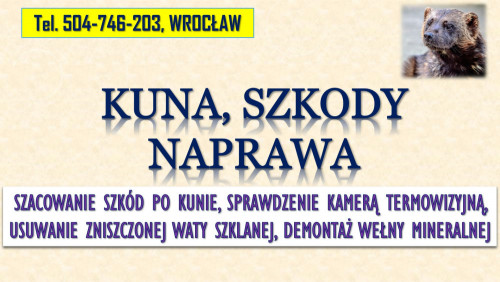 Szacowanie szkód po kunie, tel. 504-746-203, Wrocław. Wycena szkody