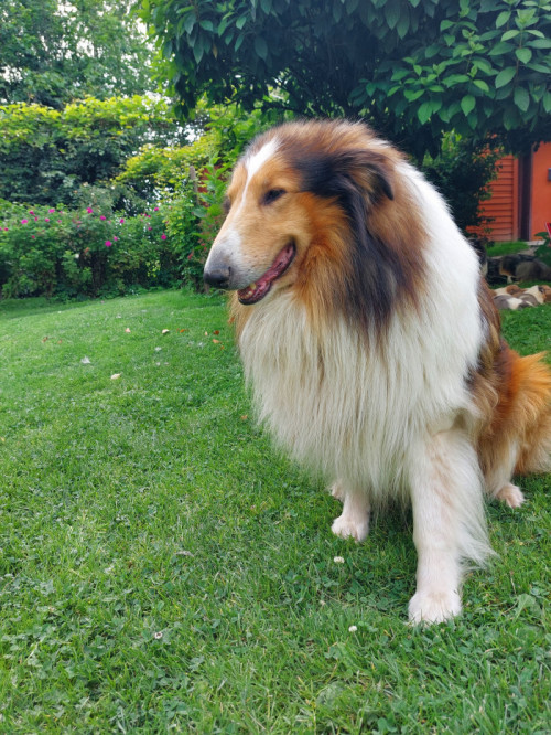 owczarek szkocki , collie , lassie