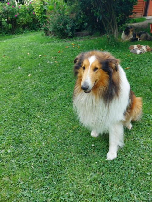 owczarek szkocki , collie , lassie