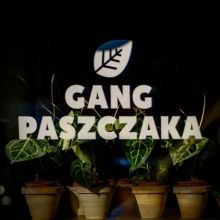 Gang Paszczaka