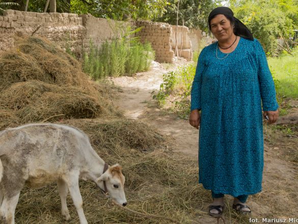 COW-funding: krowa dla Tadżykistanu