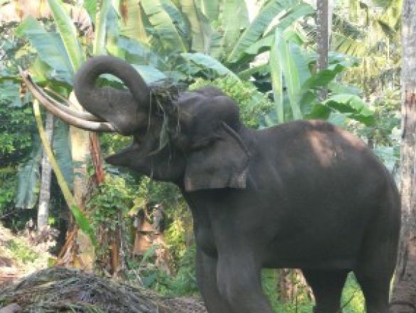 Projekt Sri Lanka- na ratunek słoniom indyjskim finansowanie społecznościowe