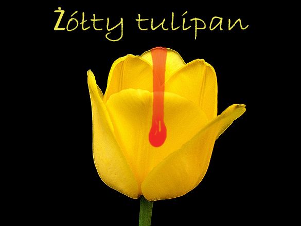 Żółty tulipan