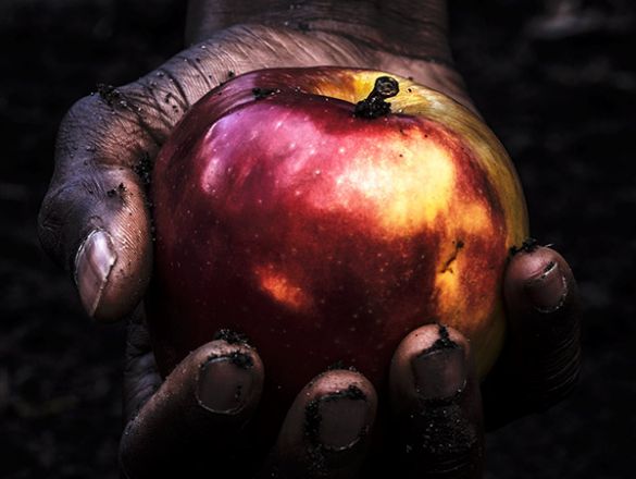 ZAŁAP SIĘ NA JABŁKOBRANIE!      Dzikie Jabłka wydają... finansowanie społecznościowe