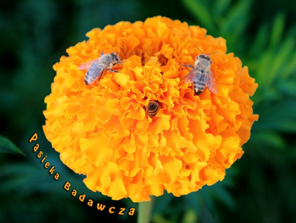 Pszczoły w tradycyjnych barciach - Pasieka Badawcza