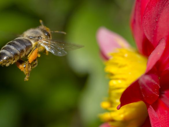 Projekt BzzzZZzzz :) czyli kultywowanie pszczelarstwa crowdsourcing